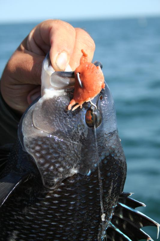 Black sea bass regulations not likely to change for 2018 Cape Gazette